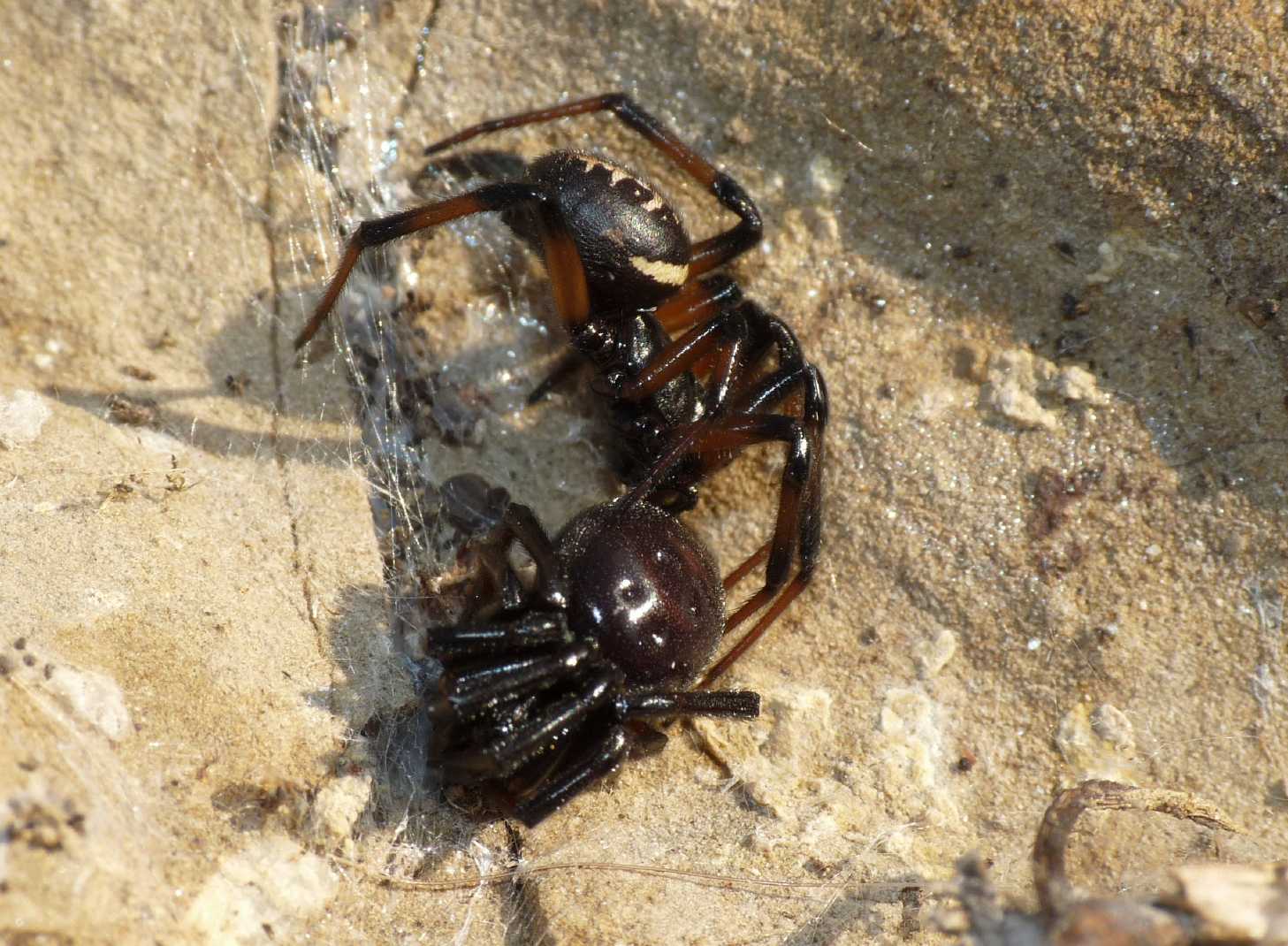 Coppia di Steatoda paykulliana